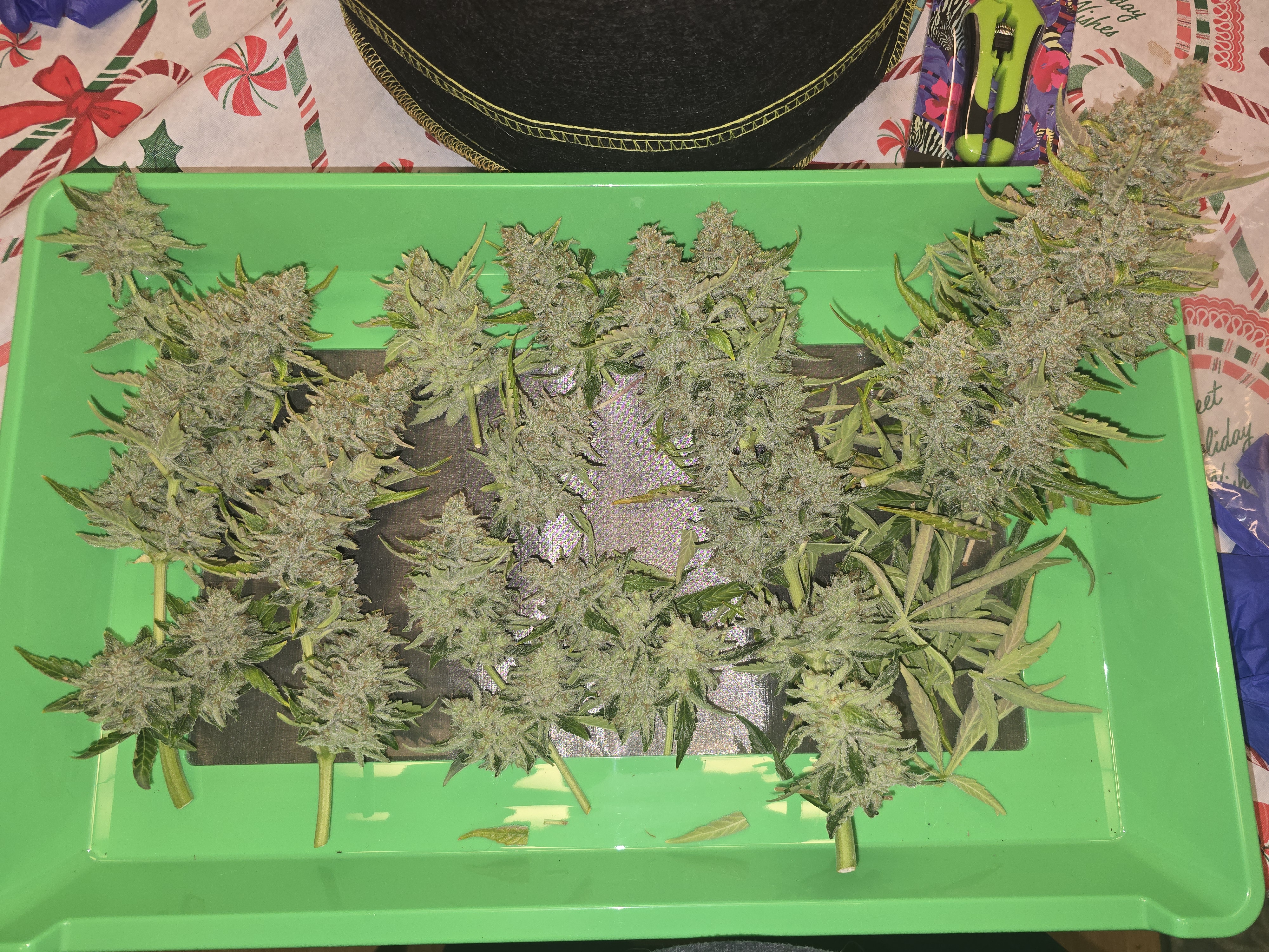 First Autoflower Indoor — harvest, day 20