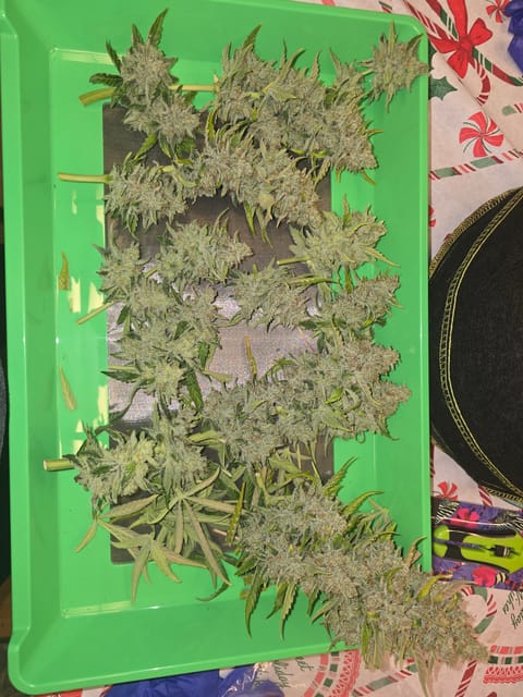 First Autoflower Indoor — harvest, day 20