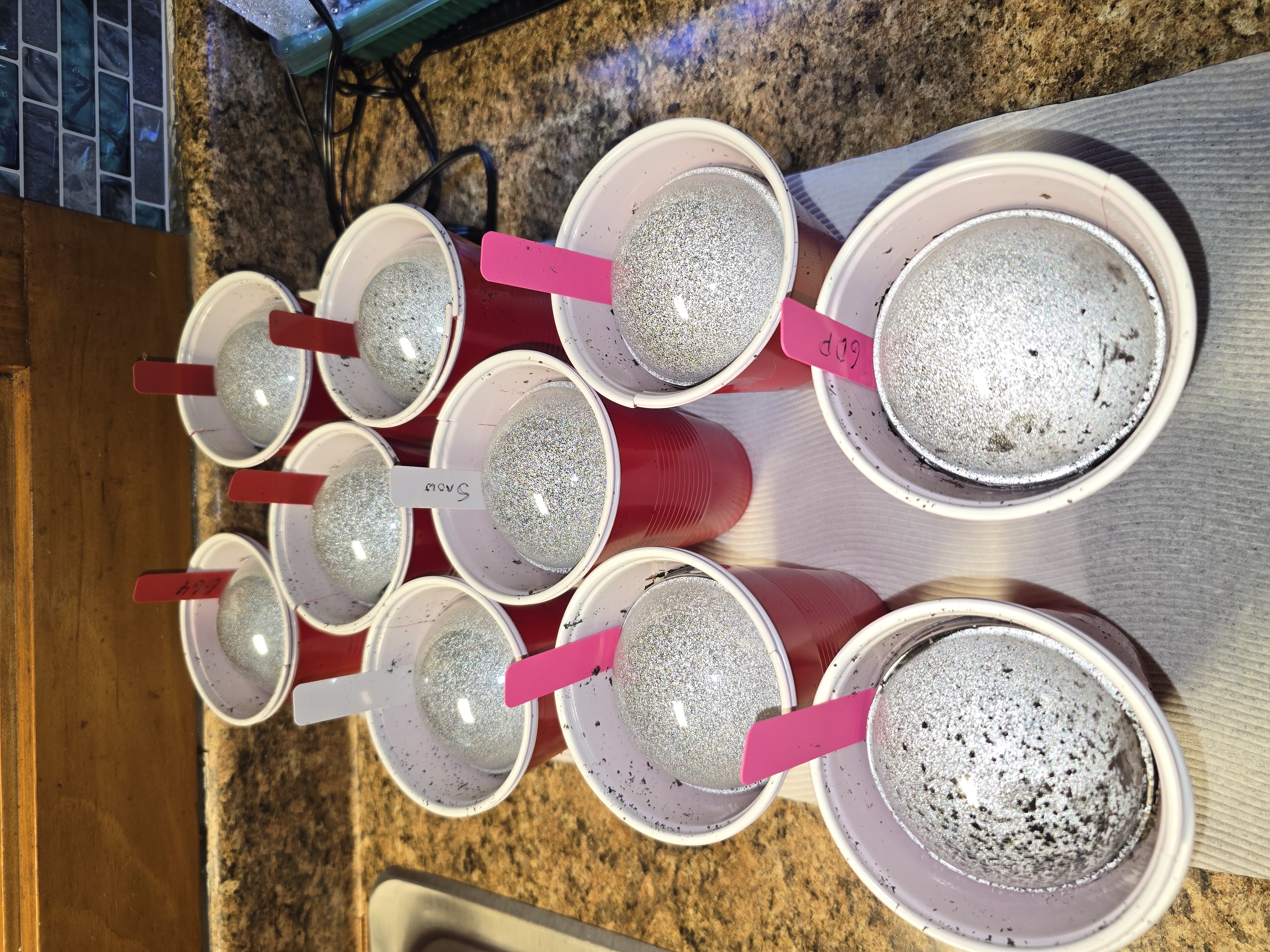 First Autoflower Indoor — germination, day 21