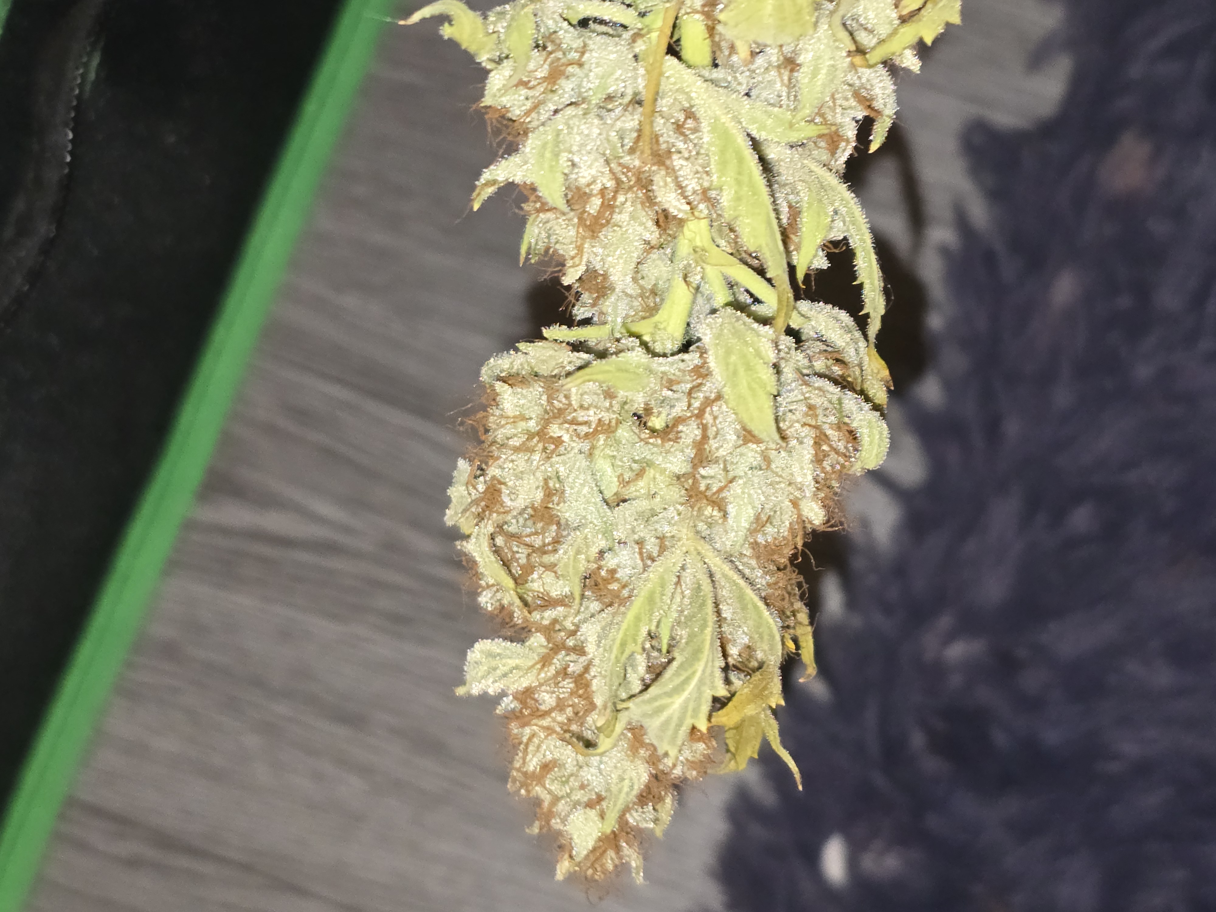 First Autoflower Indoor — germination, day 21