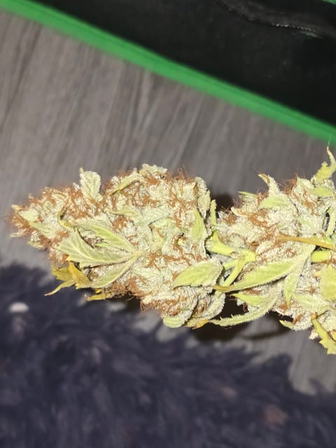 First Autoflower Indoor — germination, day 21