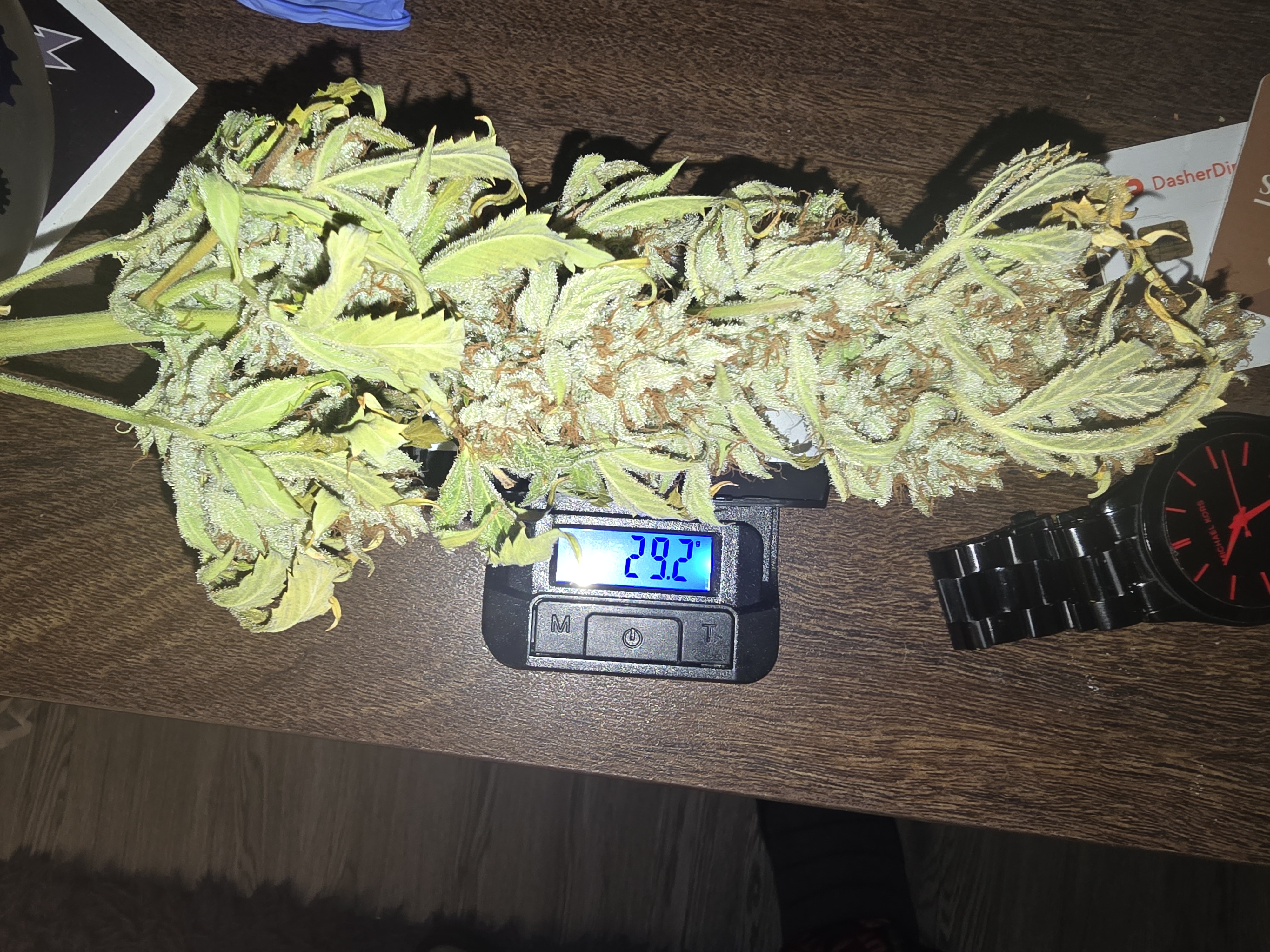 First Autoflower Indoor — germination, day 21