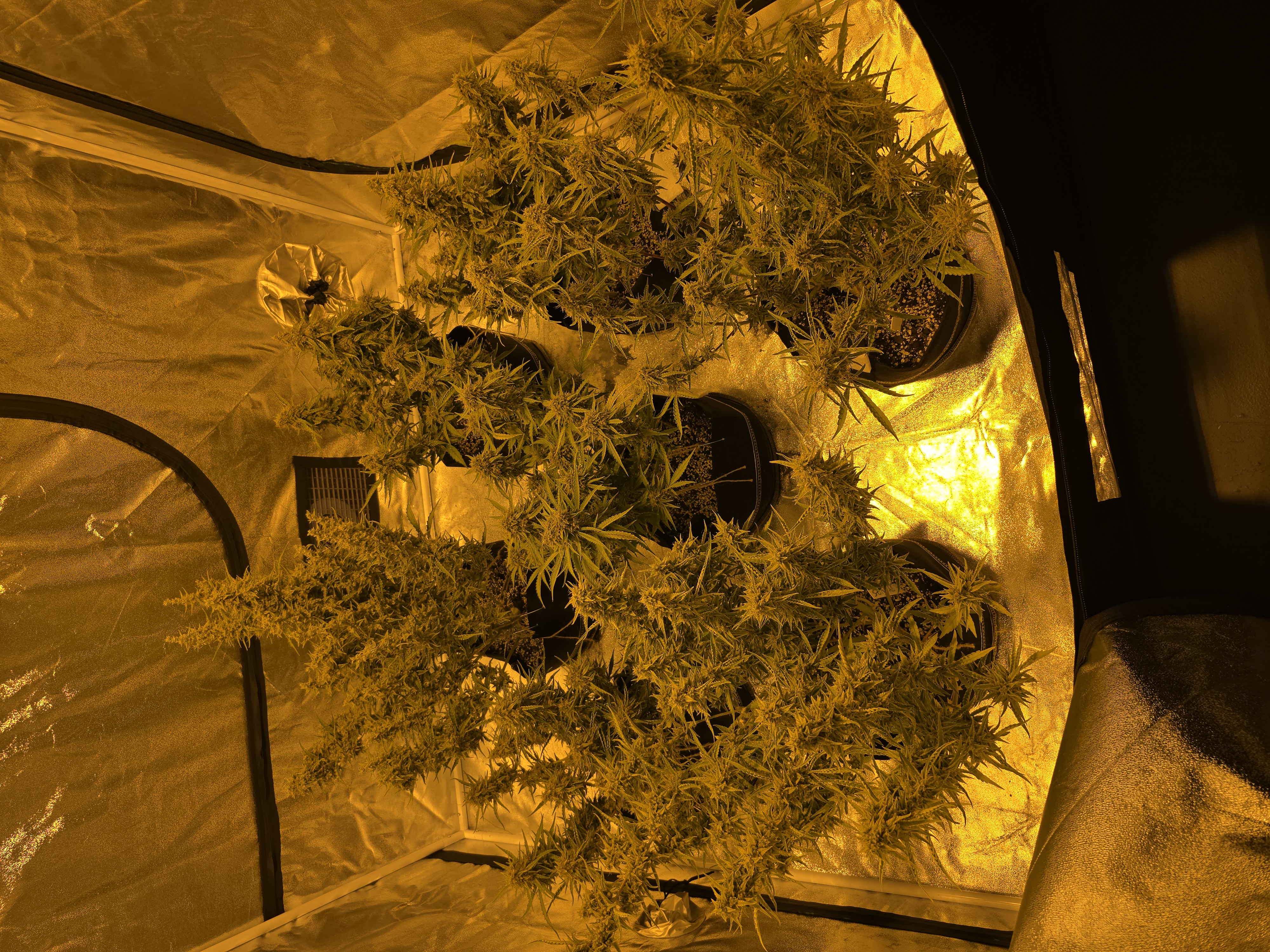 First Autoflower Indoor — flower, day 22