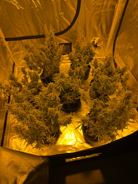 First Autoflower Indoor — flower, day 22