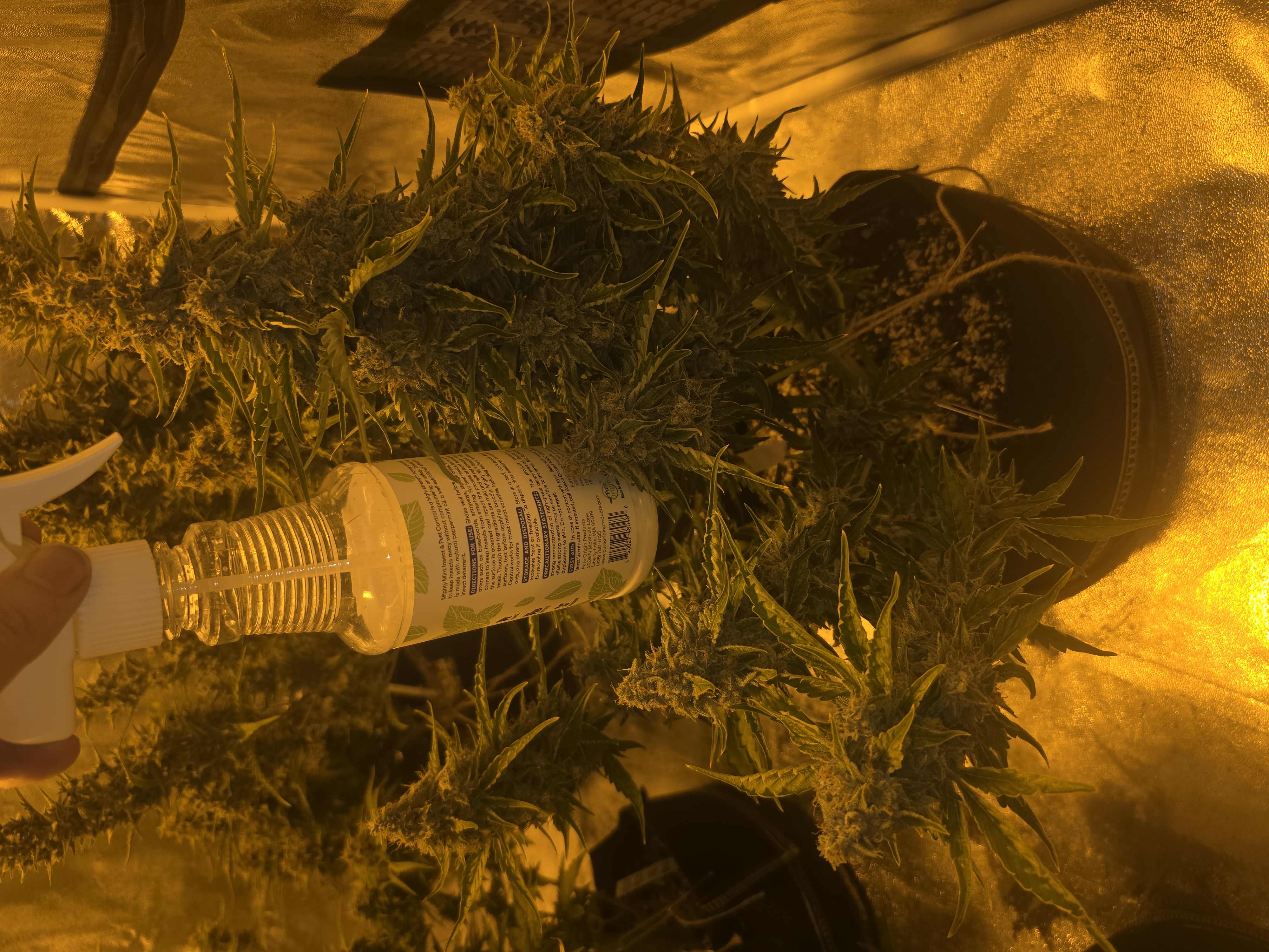 First Autoflower Indoor — flower, day 22