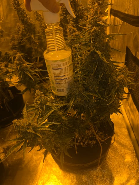 First Autoflower Indoor — flower, day 22