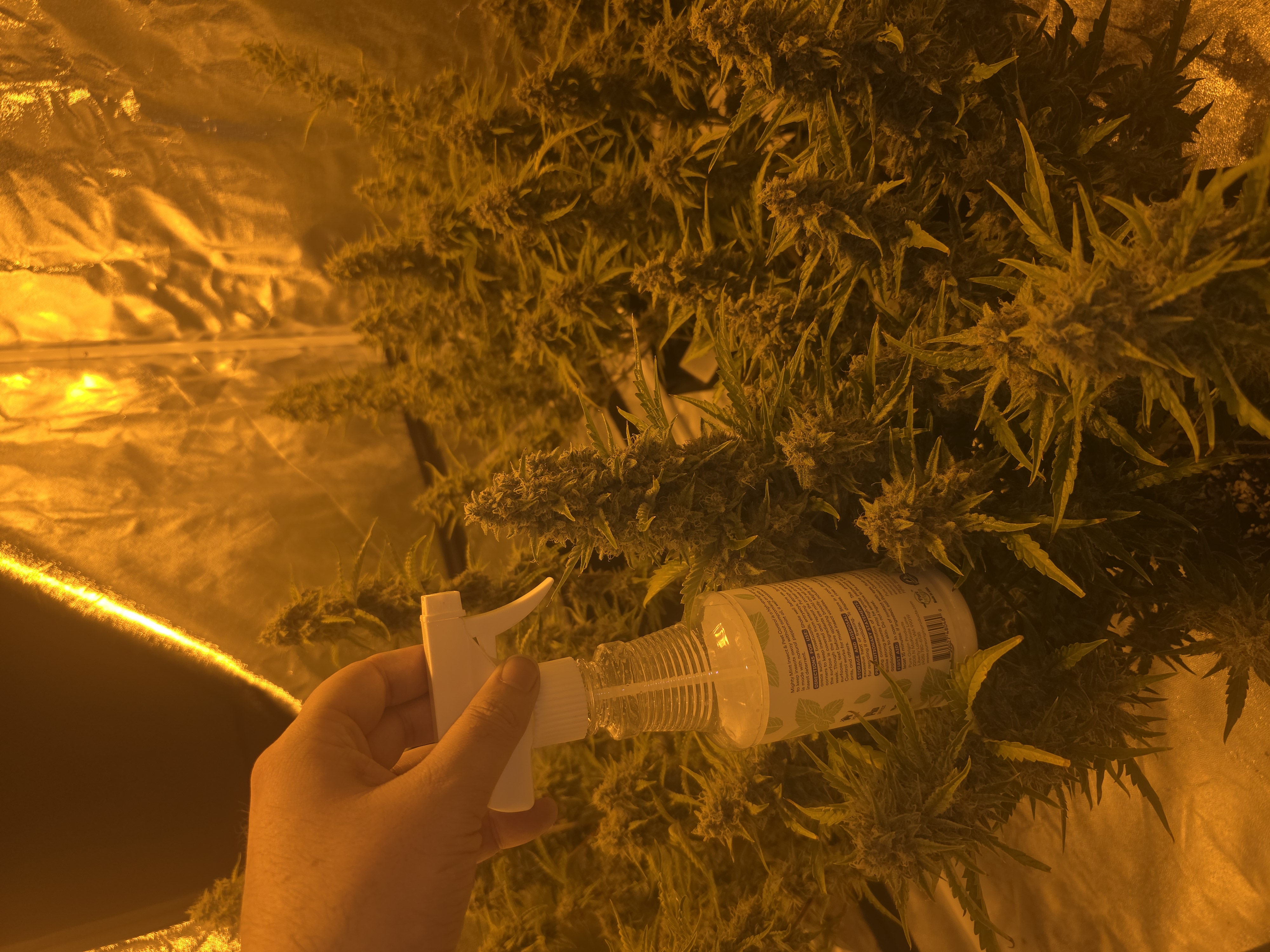 First Autoflower Indoor — flower, day 22