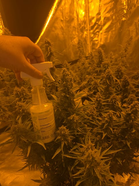 First Autoflower Indoor — flower, day 22