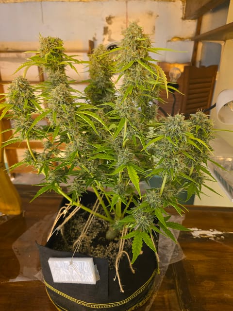 First Autoflower Indoor — flower, day 7