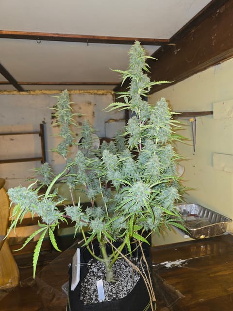 First Autoflower Indoor — flower, day 7