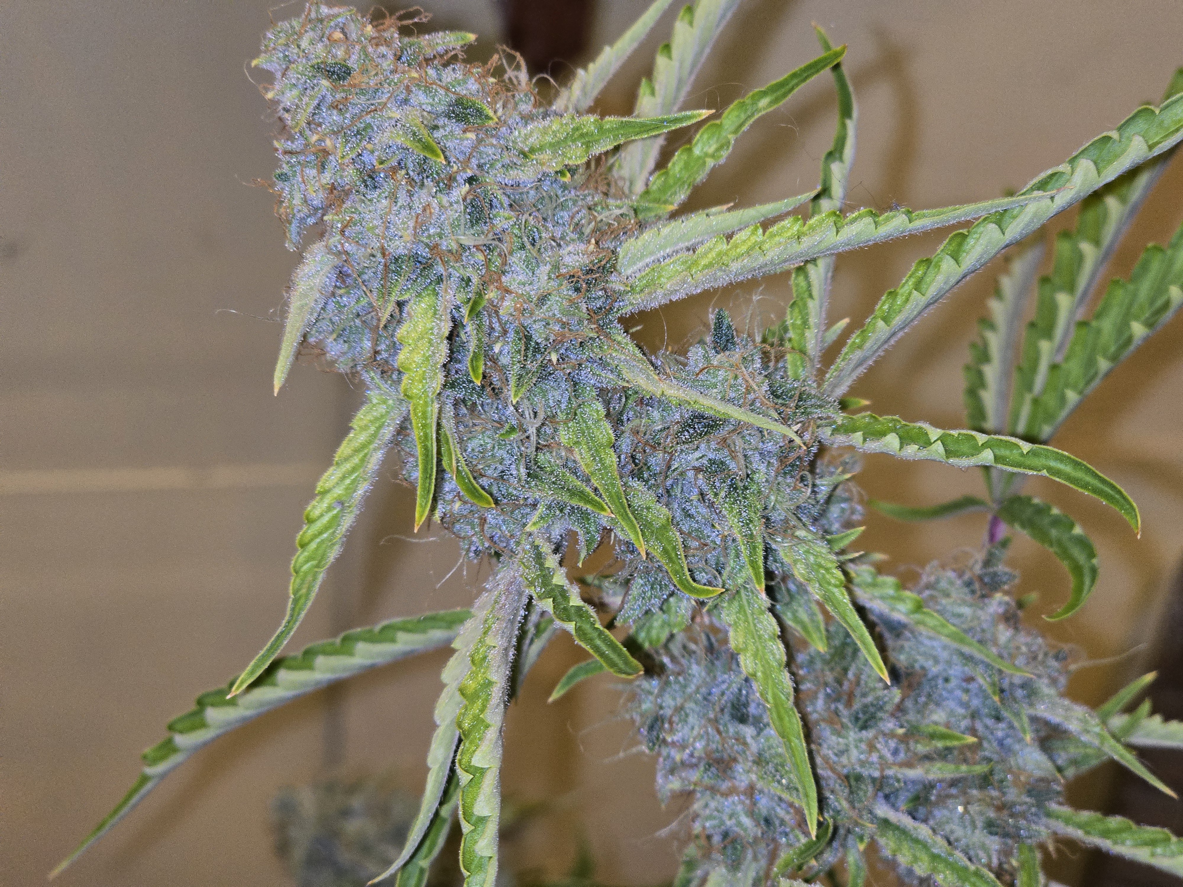 First Autoflower Indoor — flower, day 7