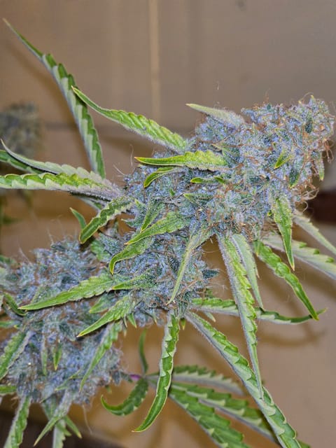 First Autoflower Indoor — flower, day 7