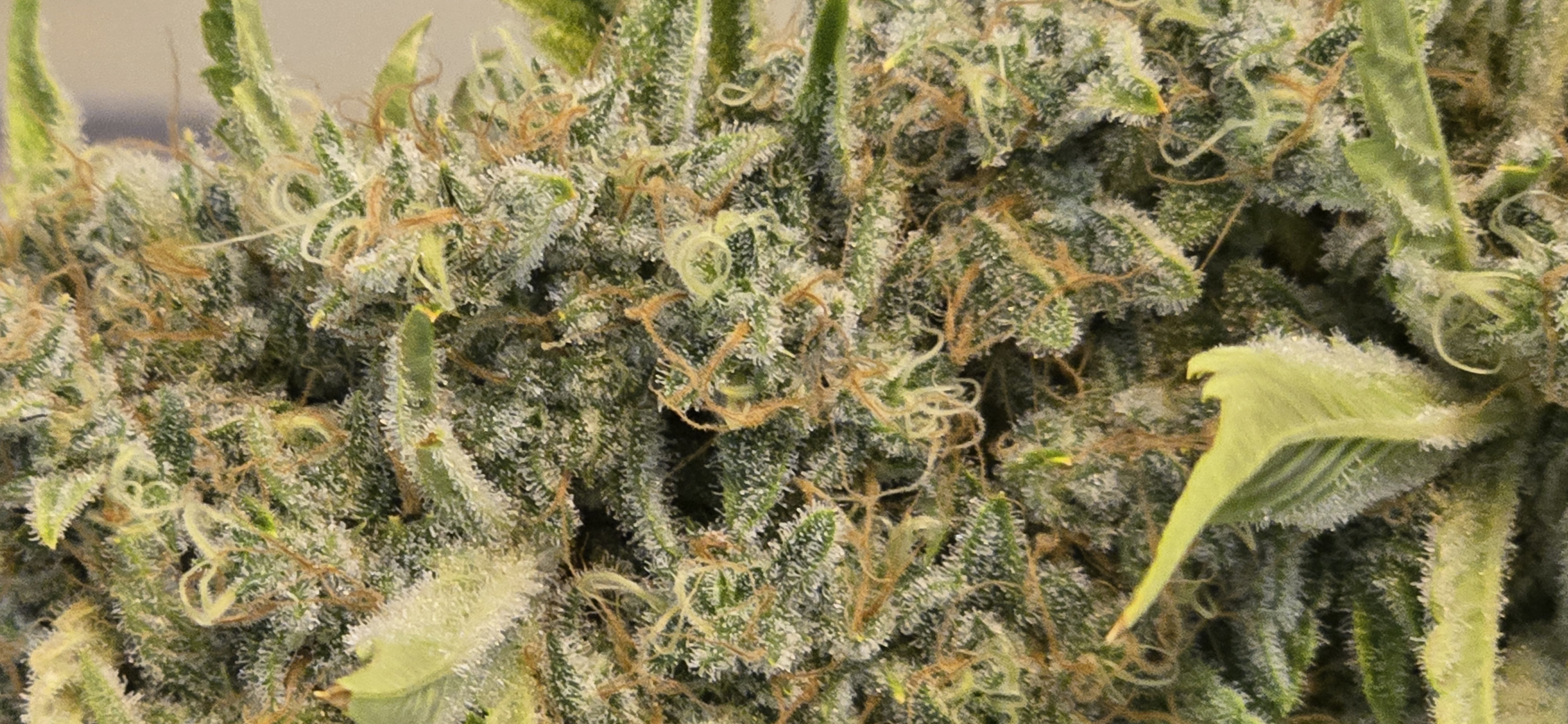 First Autoflower Indoor — flower, day 23