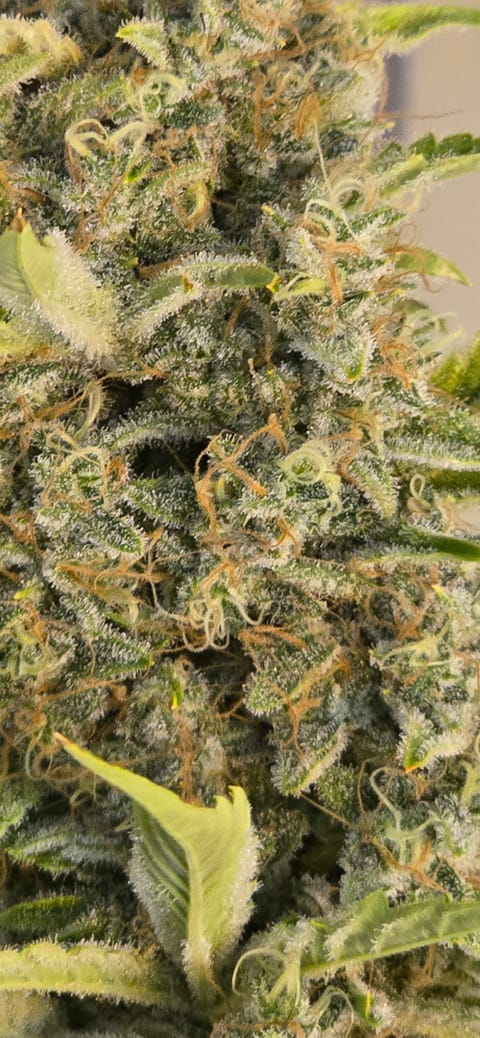 First Autoflower Indoor — flower, day 23