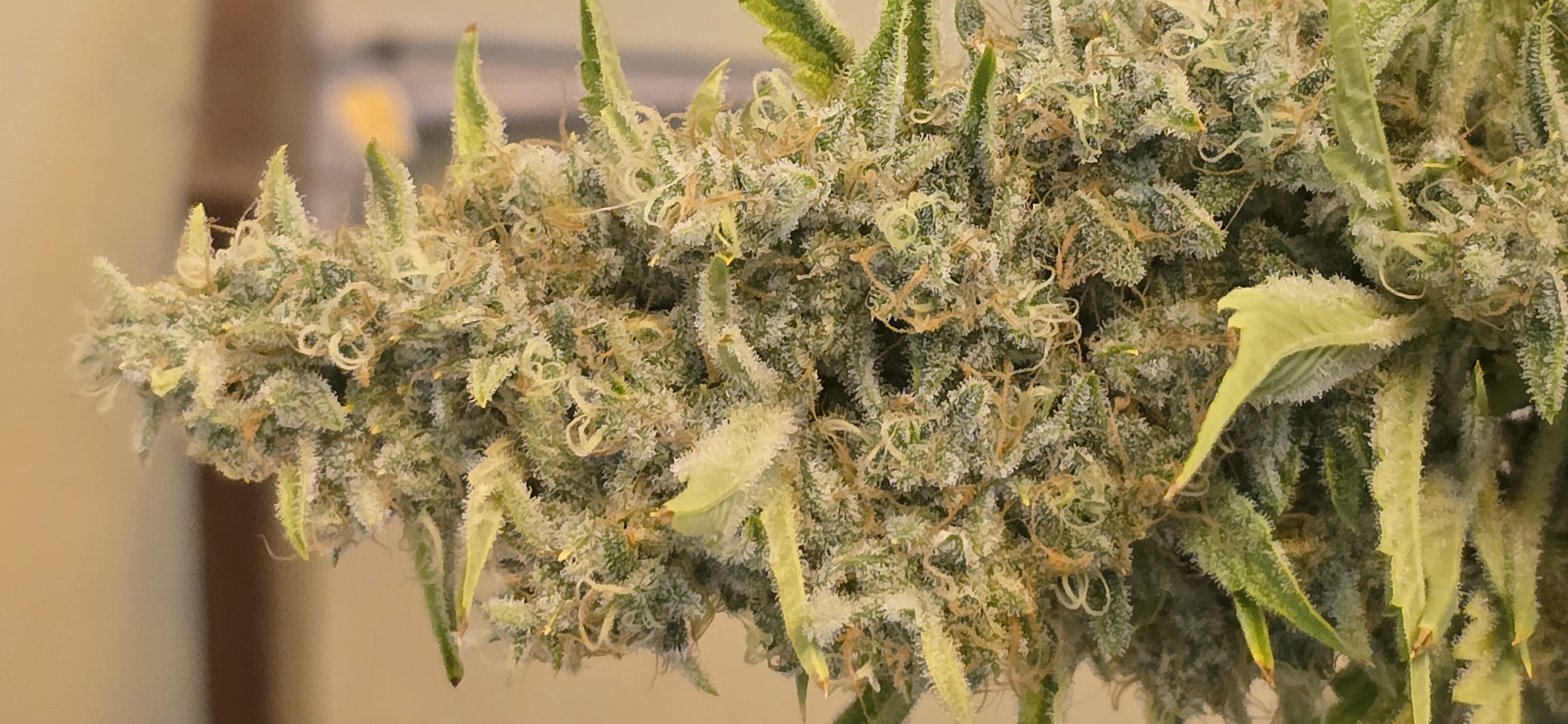 First Autoflower Indoor — flower, day 23