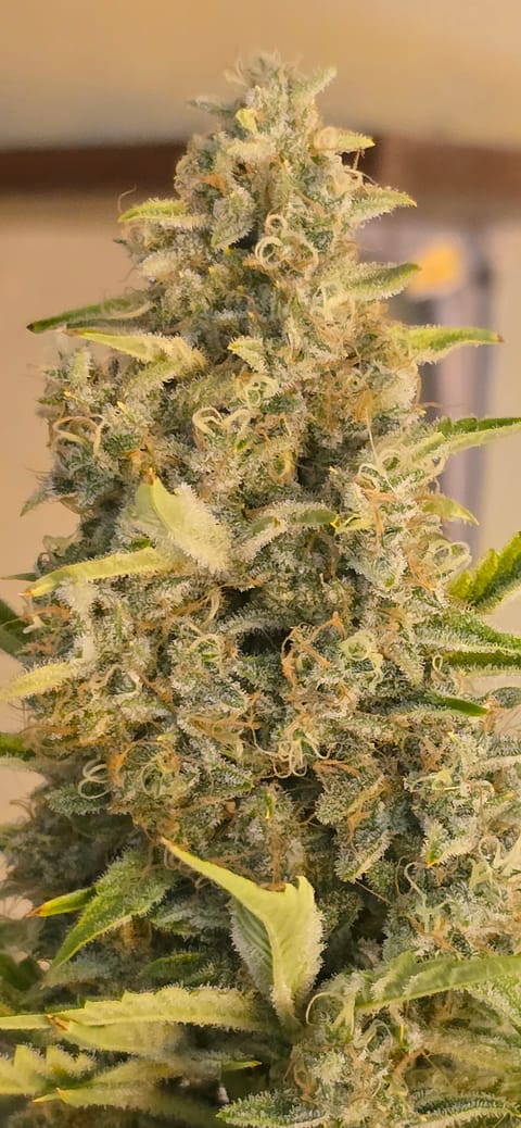 First Autoflower Indoor — flower, day 23