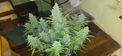 First Autoflower Indoor — flower, day 23