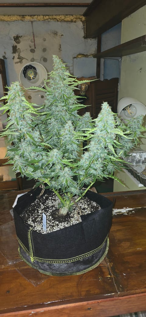 First Autoflower Indoor — flower, day 24
