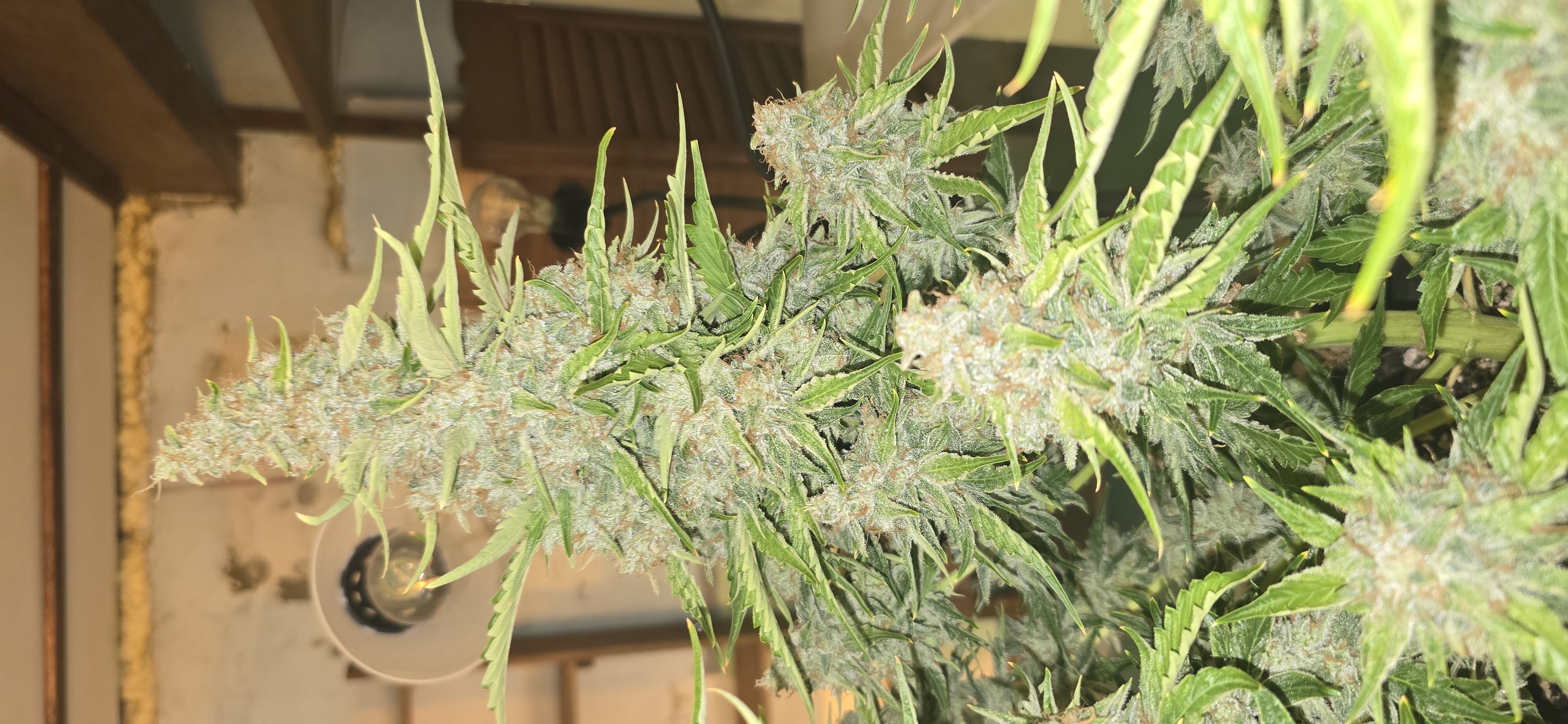 First Autoflower Indoor — flower, day 24