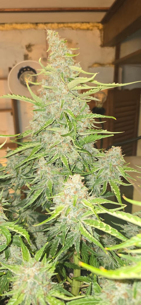 First Autoflower Indoor — flower, day 24