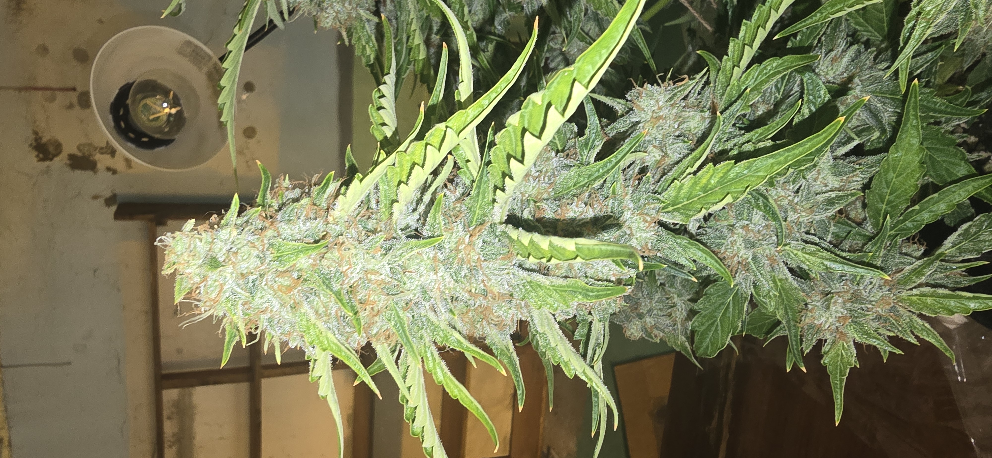 First Autoflower Indoor — flower, day 24