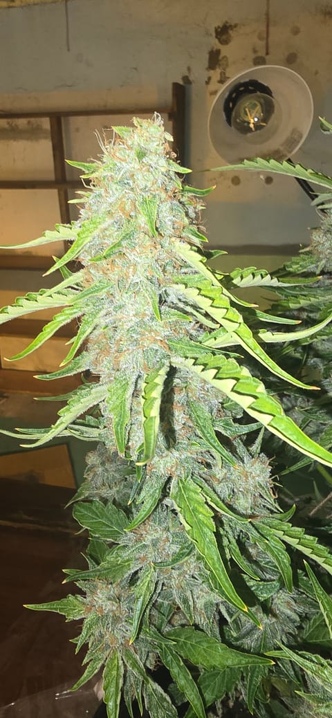 First Autoflower Indoor — flower, day 24