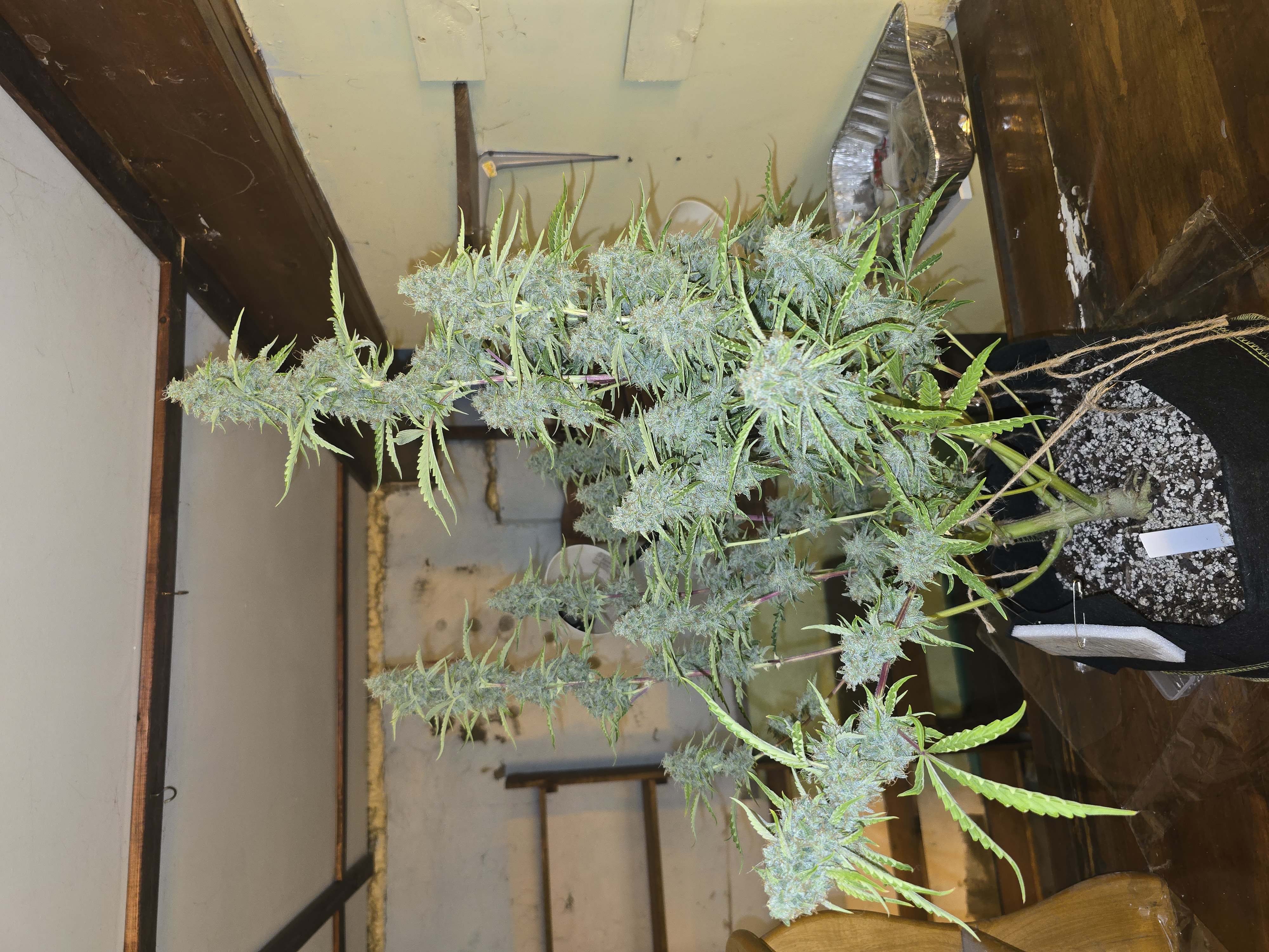 First Autoflower Indoor — flower, day 25