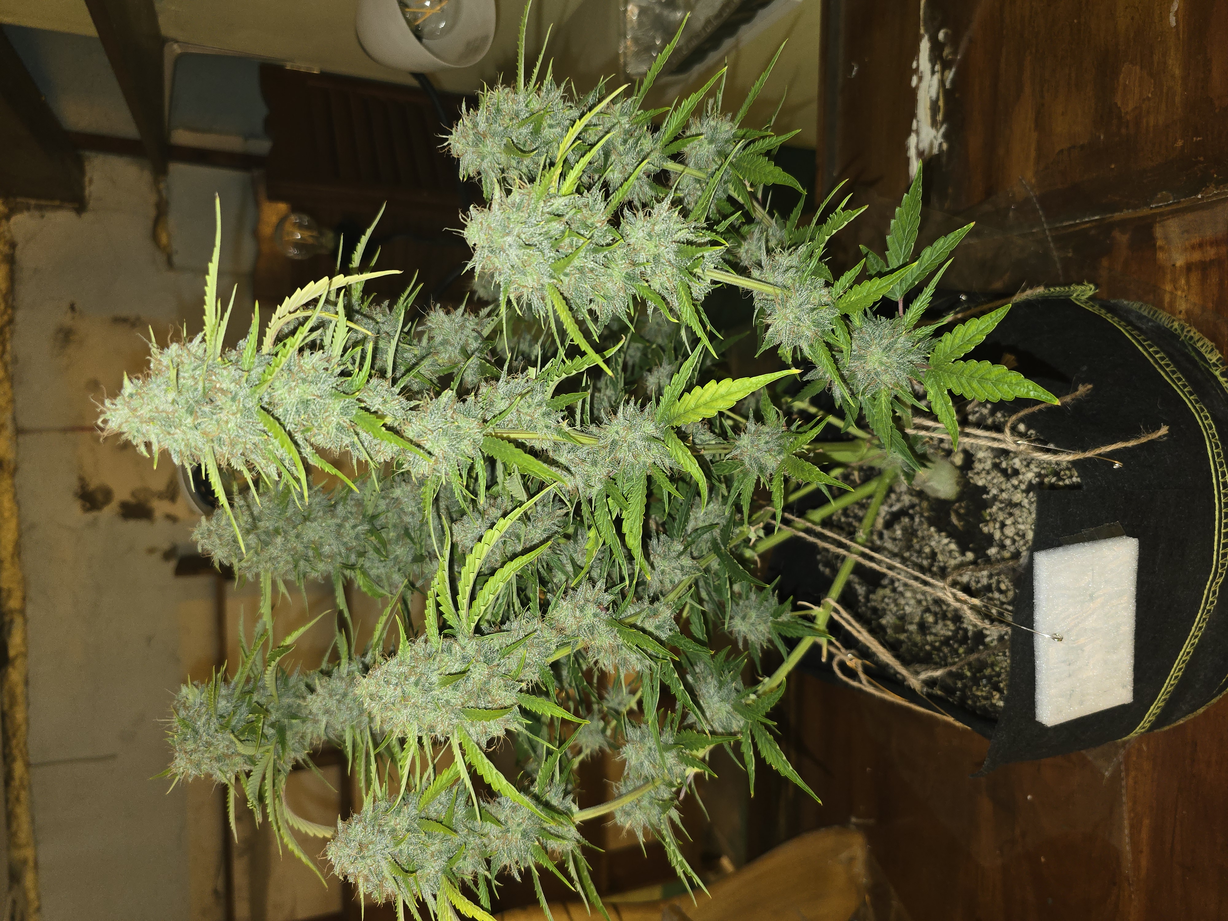 First Autoflower Indoor — flower, day 25