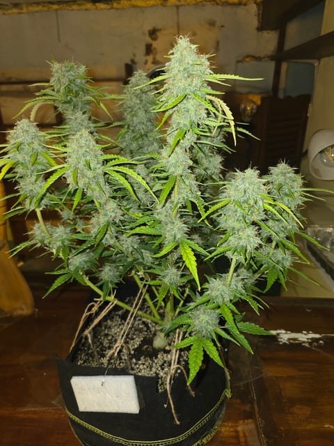 First Autoflower Indoor — flower, day 25