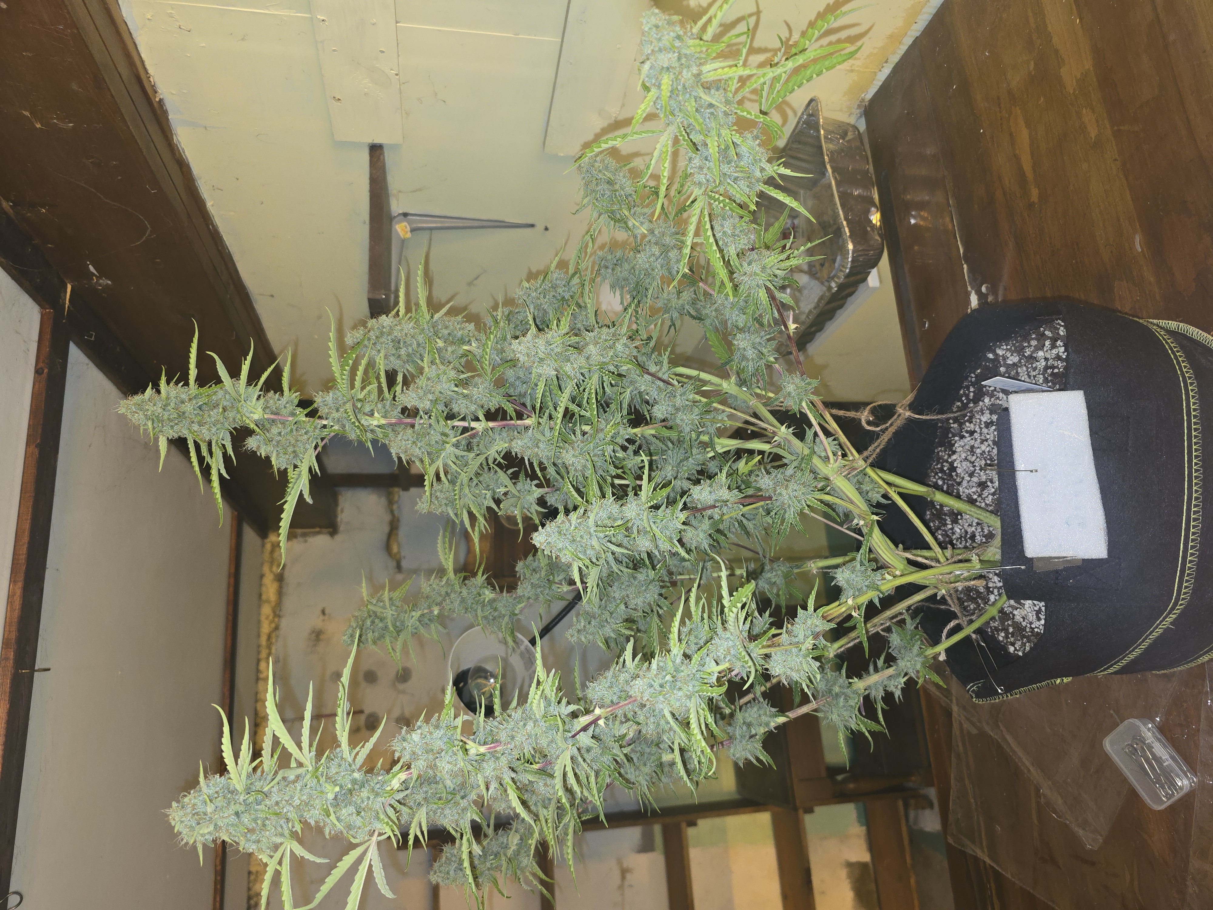 First Autoflower Indoor — flower, day 25