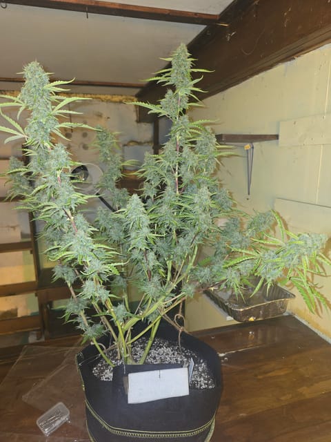 First Autoflower Indoor — flower, day 25
