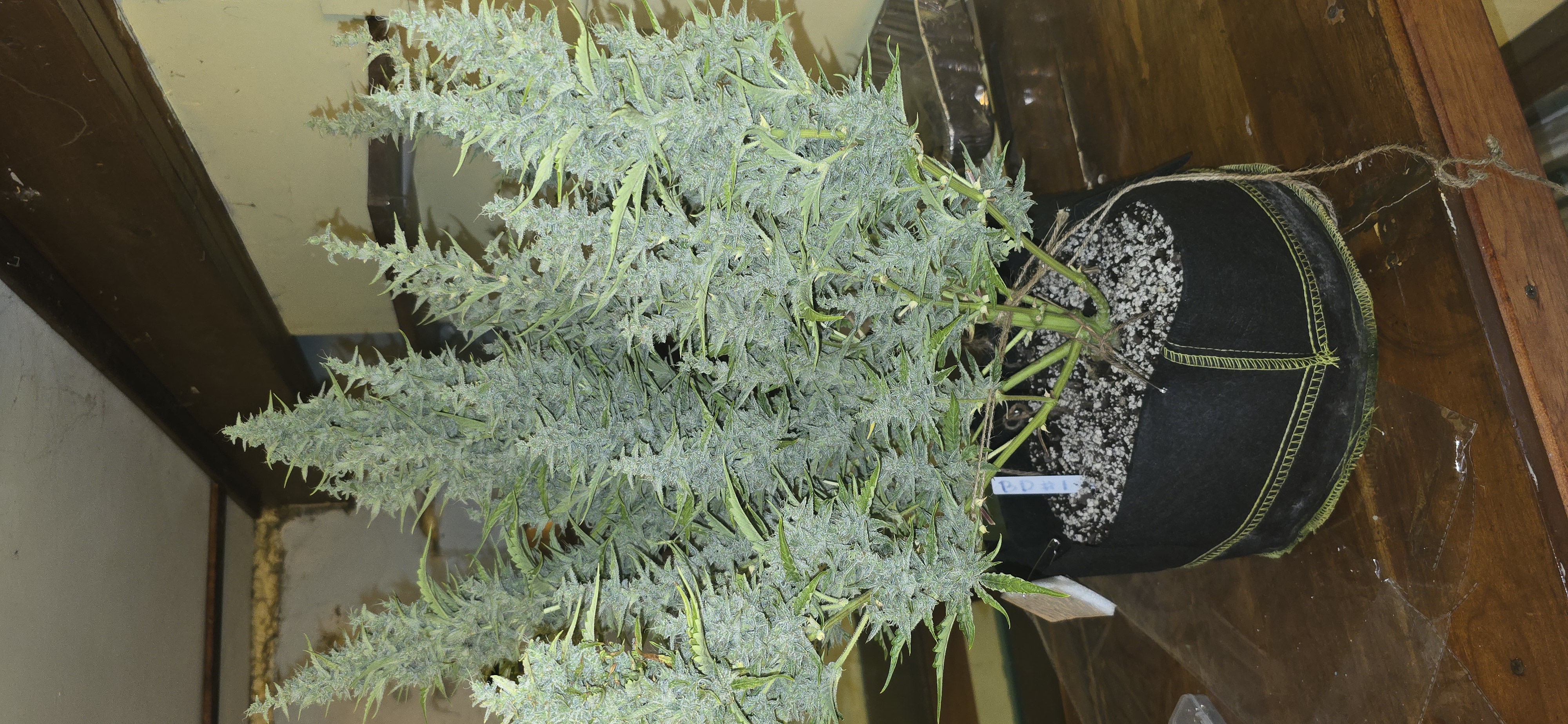 First Autoflower Indoor — flower, day 26