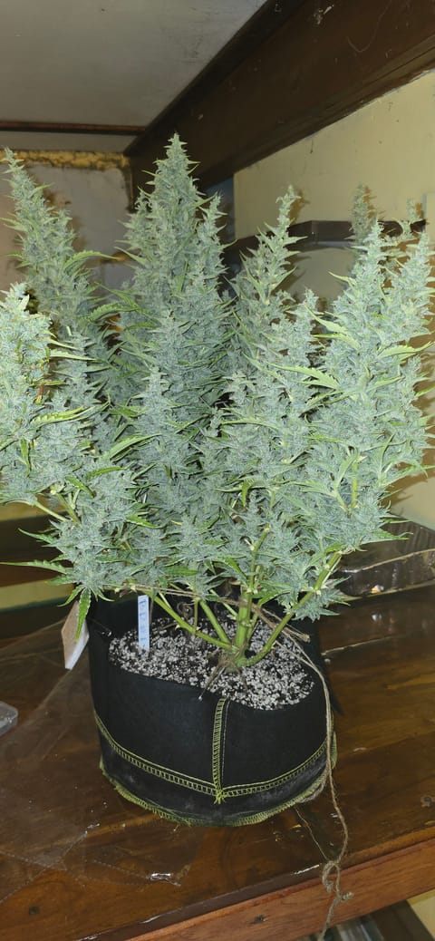 First Autoflower Indoor — flower, day 26