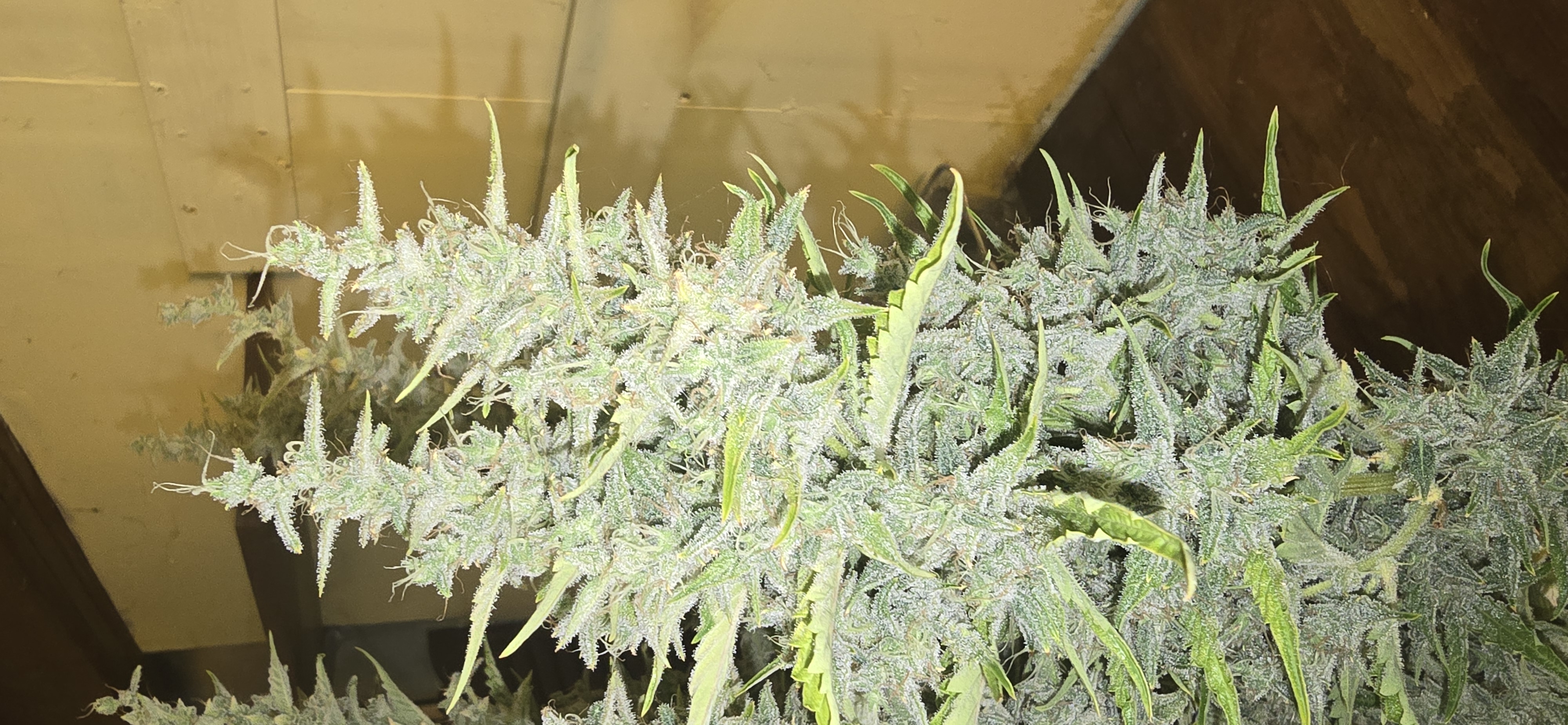 First Autoflower Indoor — flower, day 26