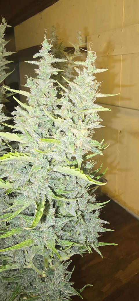 First Autoflower Indoor — flower, day 26