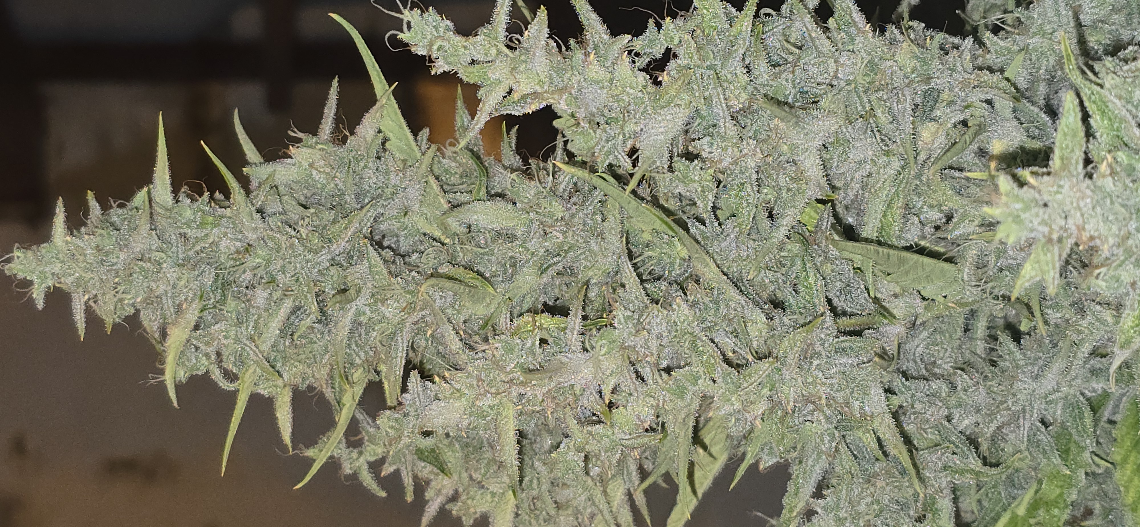 First Autoflower Indoor — flower, day 26