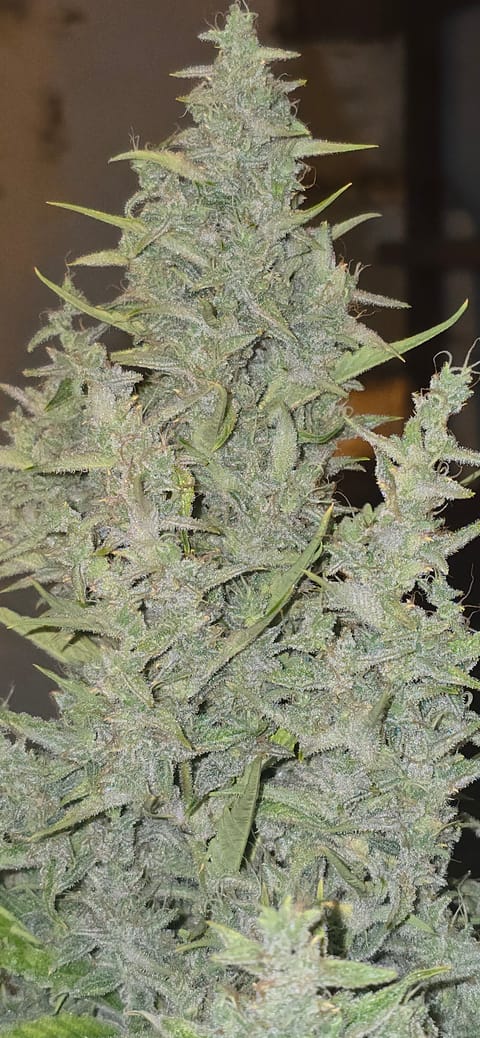 First Autoflower Indoor — flower, day 26