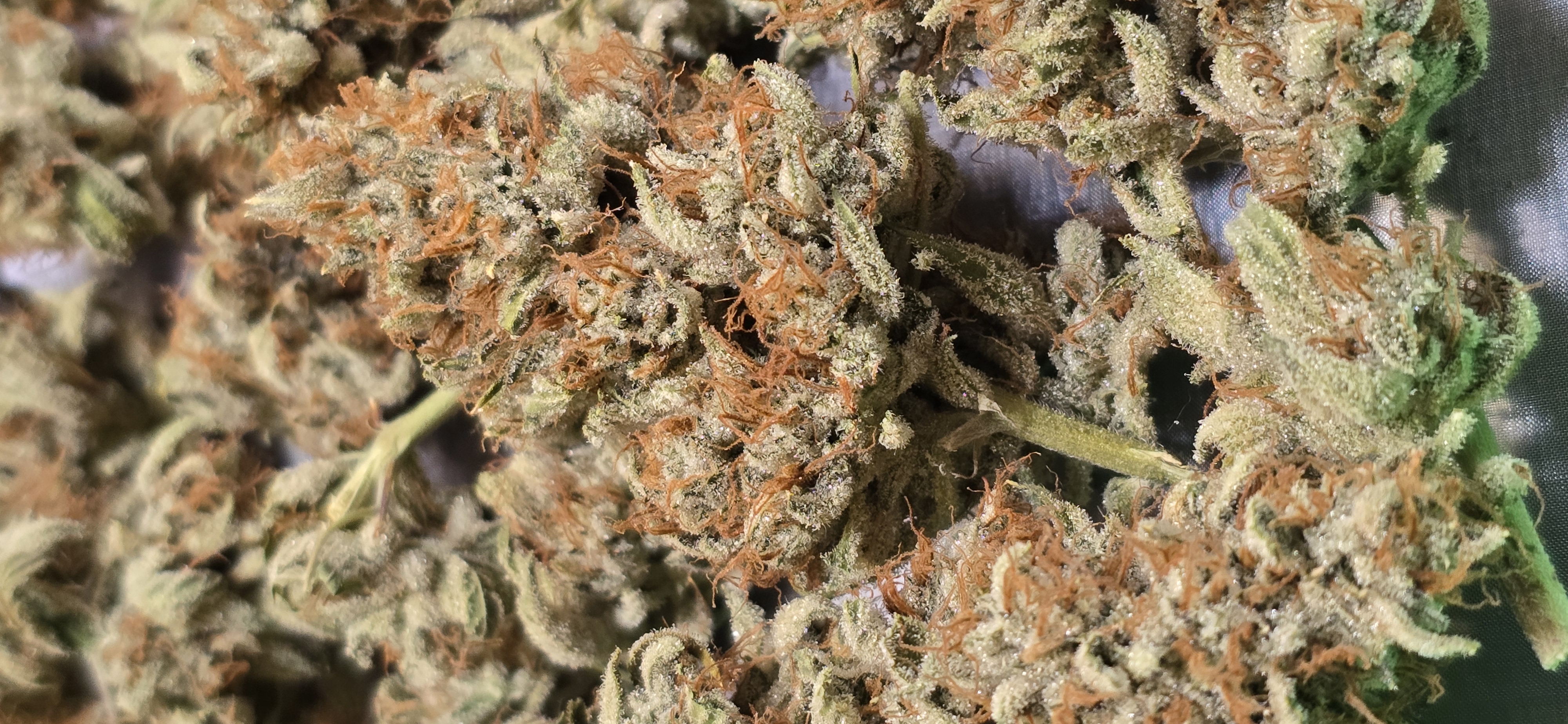 First Autoflower Indoor — harvest, day 27