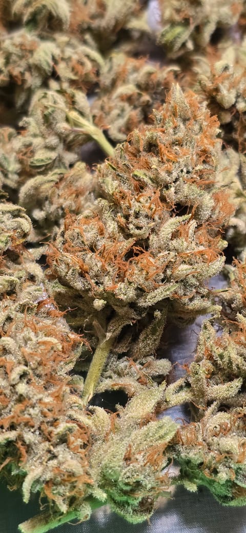 First Autoflower Indoor — harvest, day 27