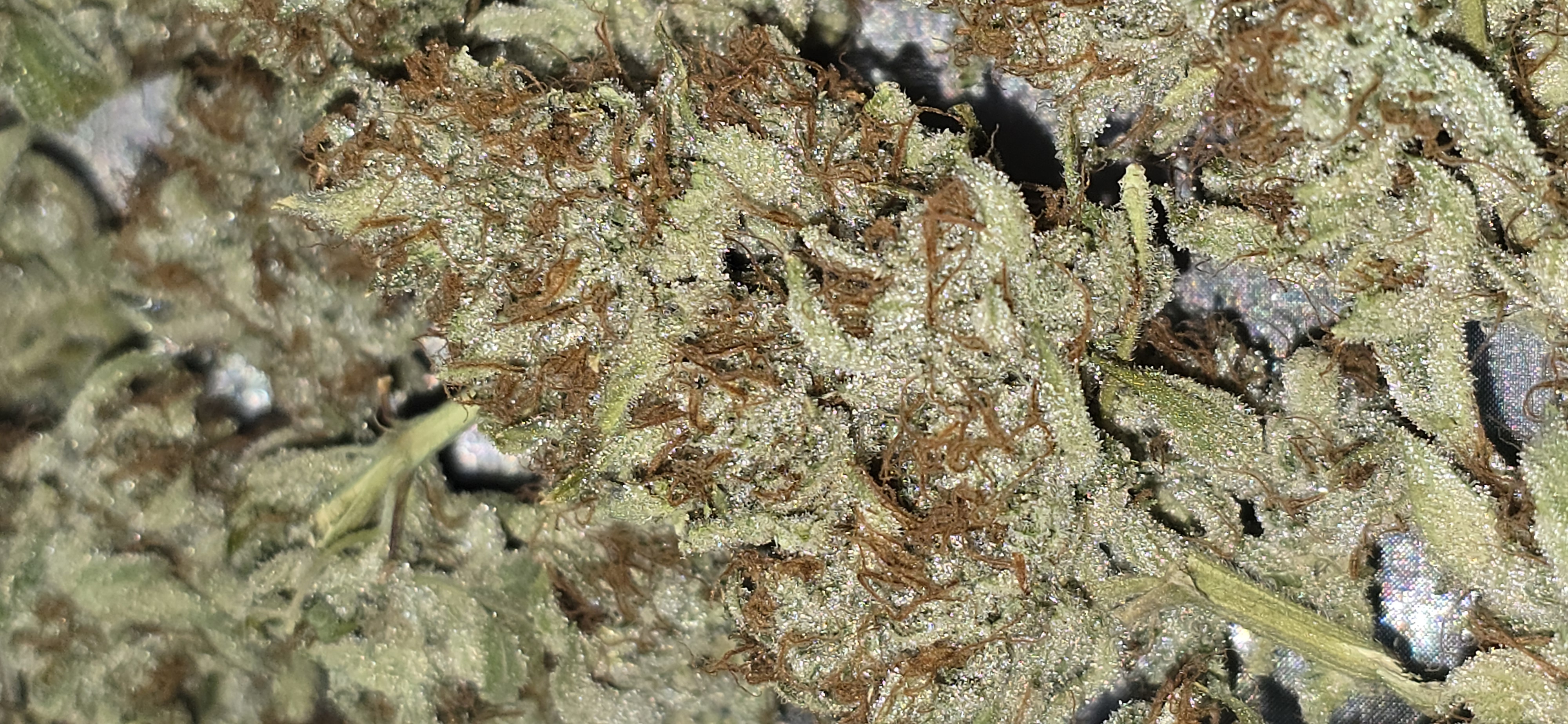 First Autoflower Indoor — harvest, day 27