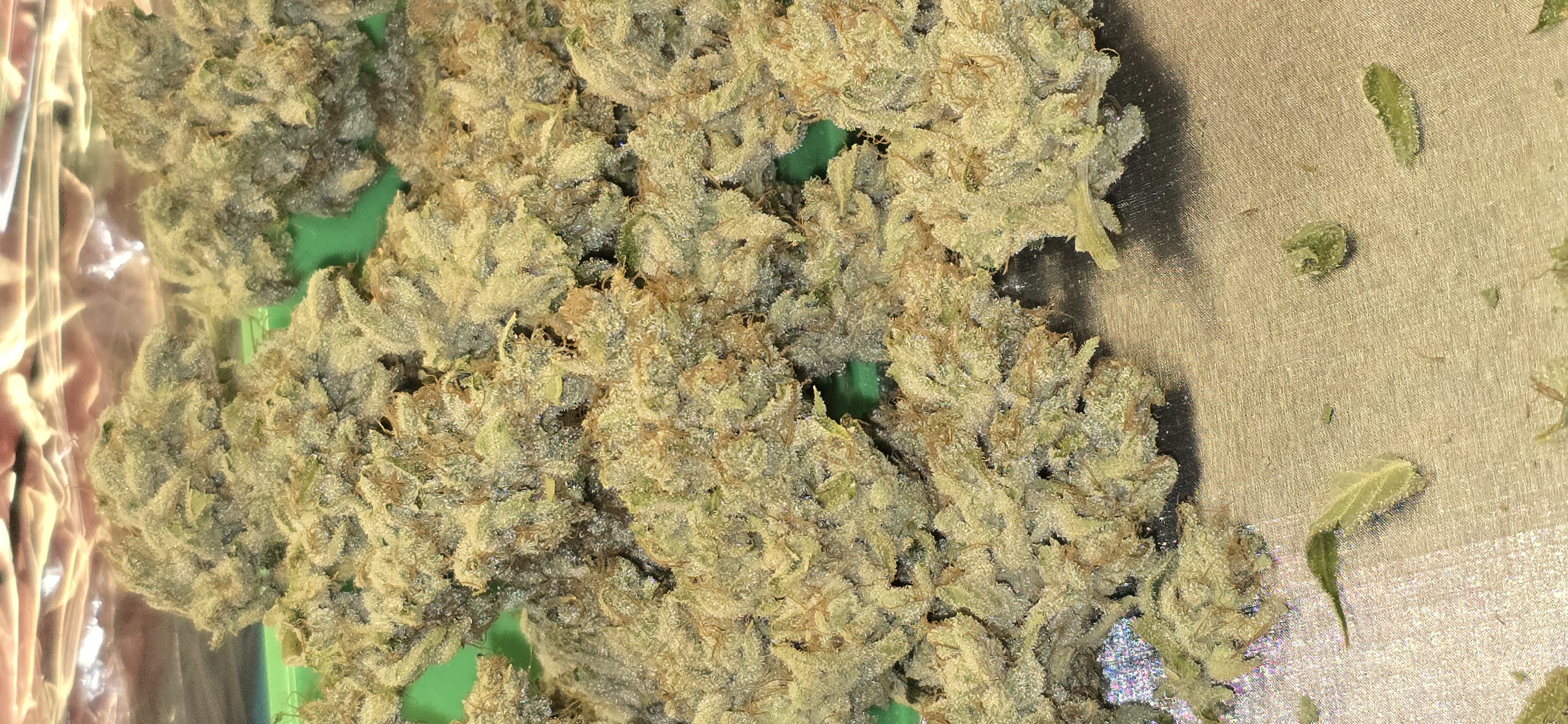 First Autoflower Indoor — harvest, day 28