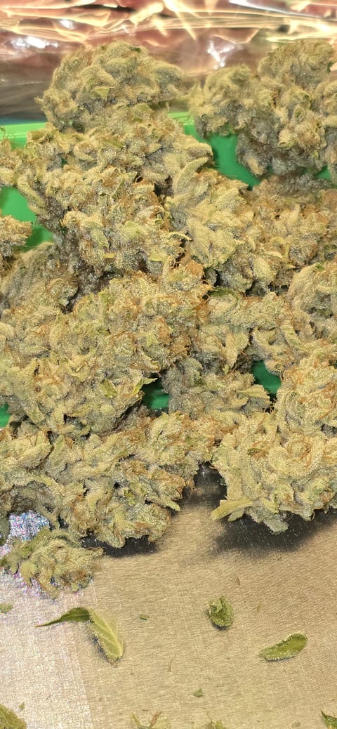 First Autoflower Indoor — harvest, day 28