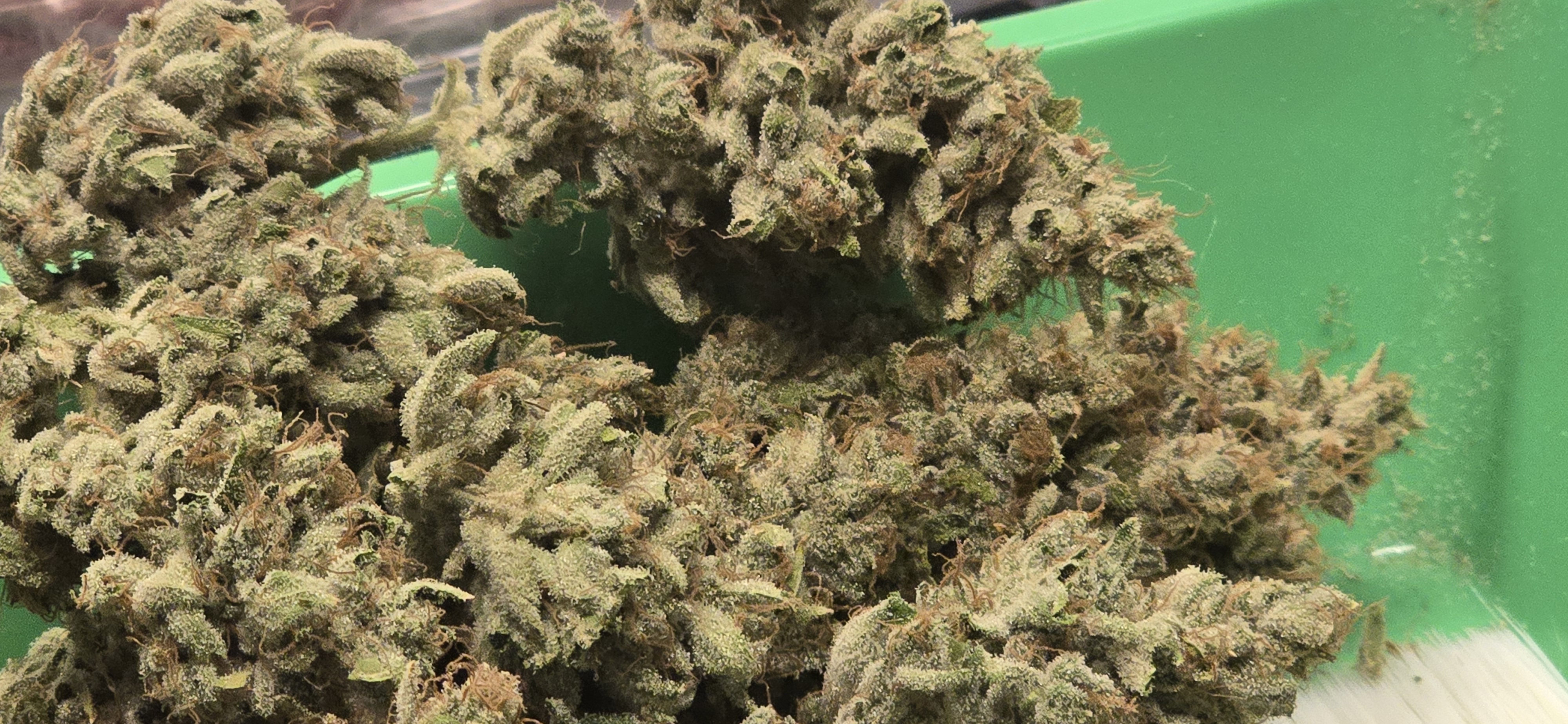 First Autoflower Indoor — harvest, day 28