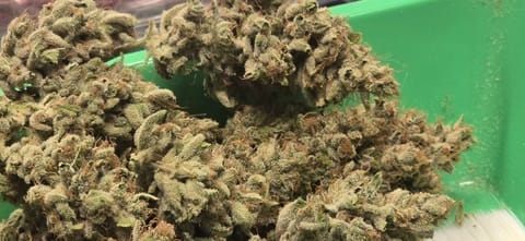 First Autoflower Indoor — harvest, day 28