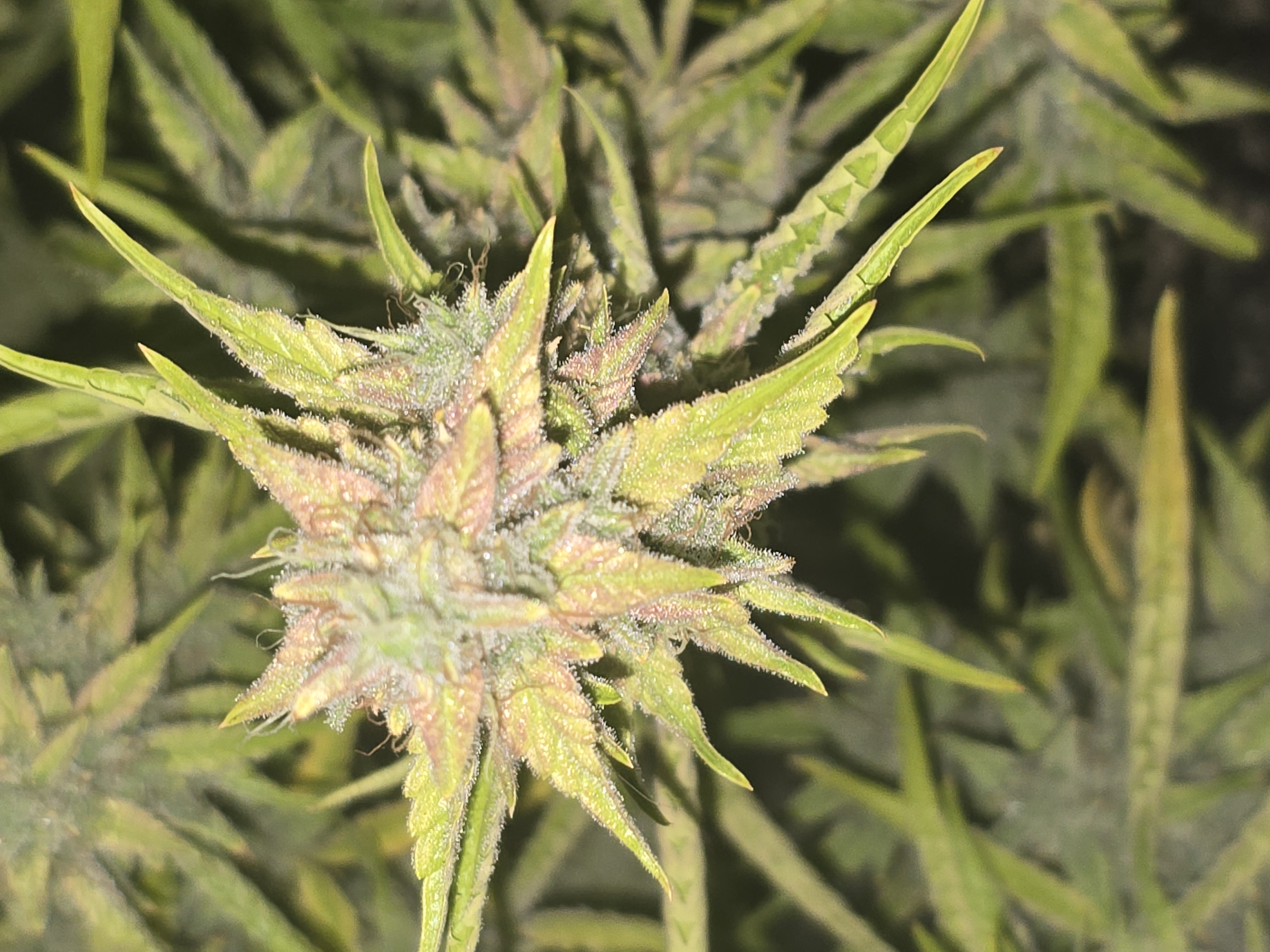 First Autoflower Indoor — flower, day 29