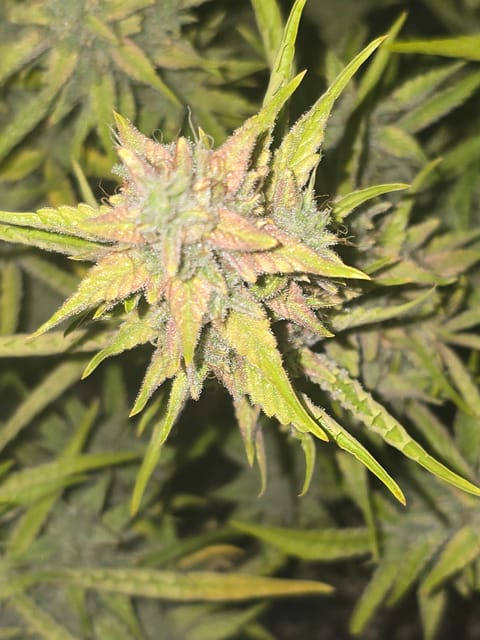 First Autoflower Indoor — flower, day 29