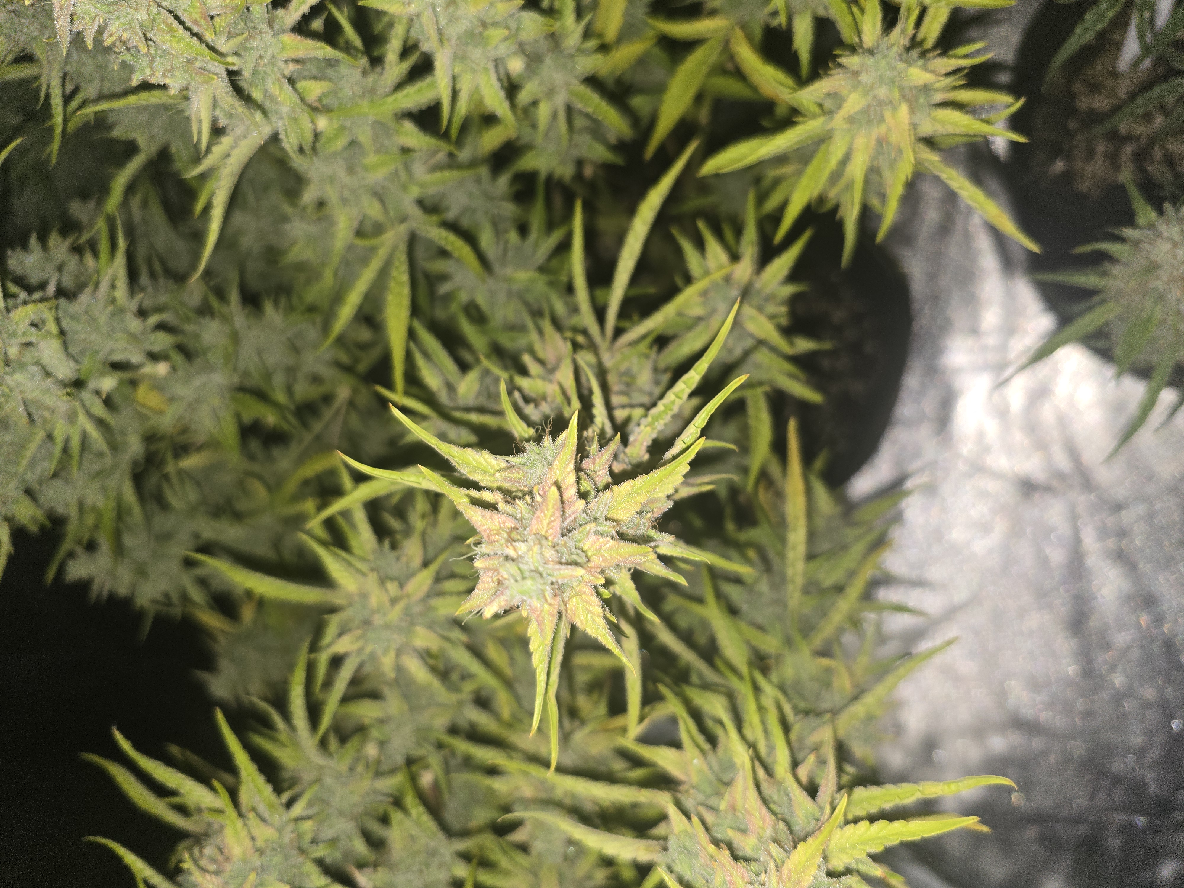 First Autoflower Indoor — flower, day 29