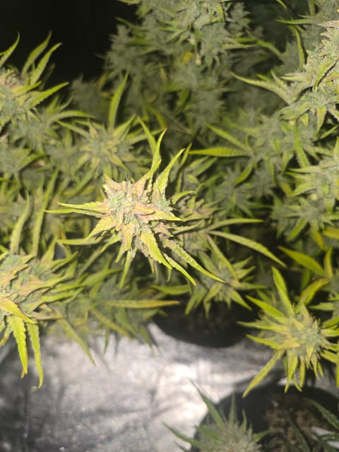 First Autoflower Indoor — flower, day 29