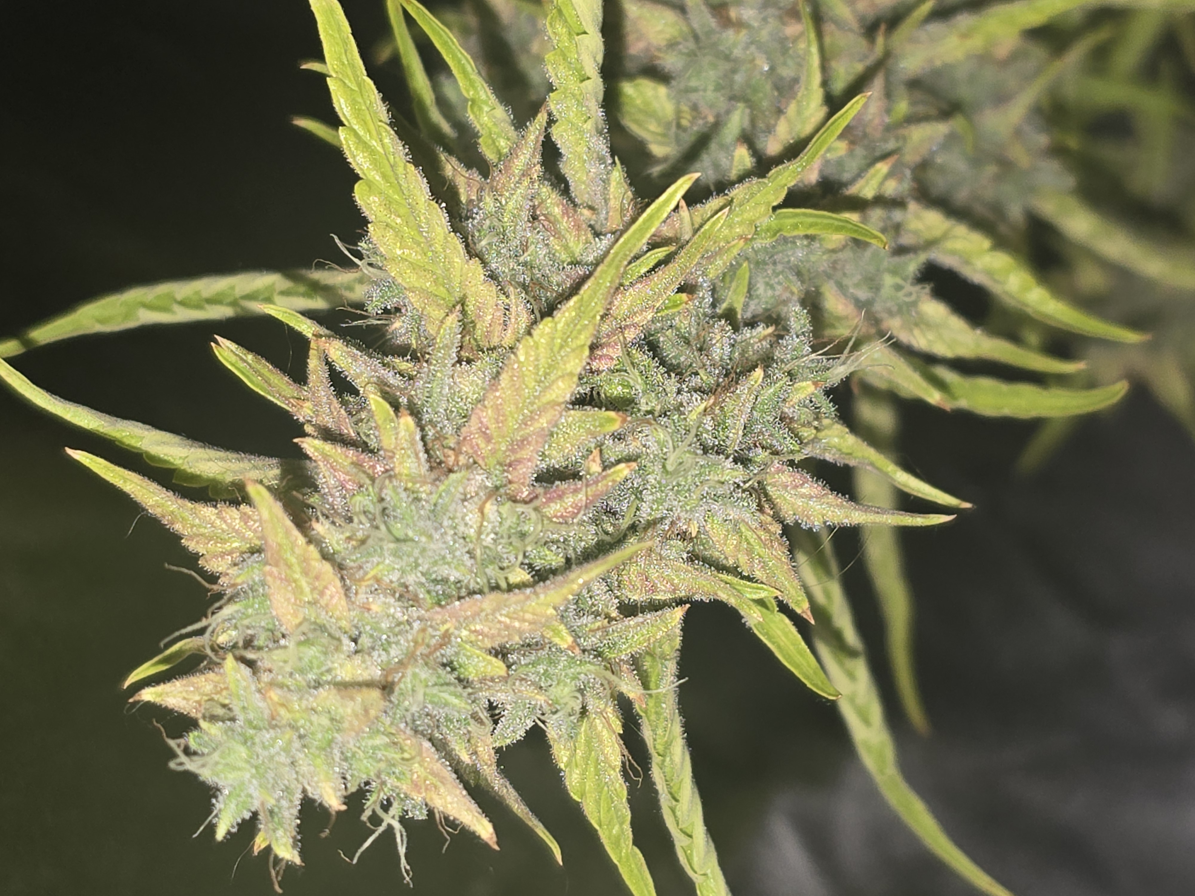 First Autoflower Indoor — flower, day 29