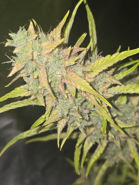 First Autoflower Indoor — flower, day 29